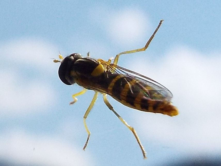 Sphaerophoria sp. femmina (Syrphidae)